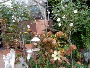 weiße Rosensträuche im Dezember 2015 - Schietwetter