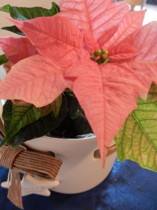 Roter Weihnachtsstern, Pflanze - Denkt euch