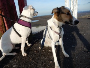 Hundebeobachtungsposten auf der Halde Haniel