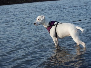Zina im Wasserloch auf der Halde Haniel