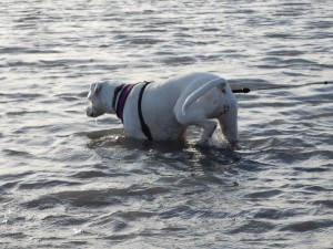 Zina im Wasserloch auf der Halde Haniel