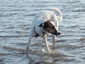 Feli im Wasserloch auf der Halde Haniel