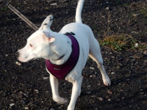 Es windet in Zinas Ohren auf der Halde Haniel