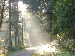 Sonnenstrahl durchbricht das Blätterdach, bis nächsten Montag