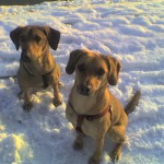 Sitz von Elli und Cooki, Erbe unserer Cooki