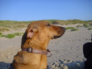 Cooki, Erbe unserer Cooki