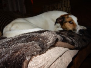 Ausruhende Feli, Der besondere Tag