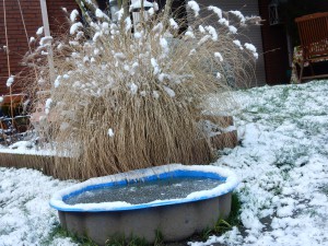 Pfotenbecken, Feli und Zina im Schnee