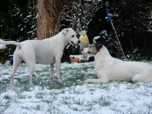 Aufforderung zum Spiel. Feli und Zina im Schnee