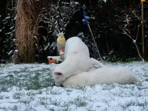 Feli liegend, Feli und Zina im Schnee