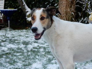 Schöne Feli, Feli und Zina im Schnee