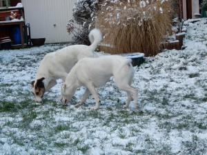 Schnüffelhunde, Feli und Zina im Schnee