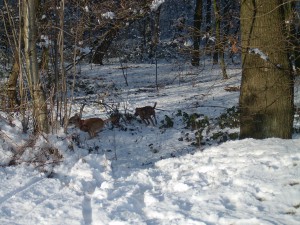 Cooki und Elli toben im Schnee, Erbe unserer Cooki