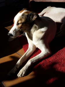 Feli sonnt sich, Sonnenbad