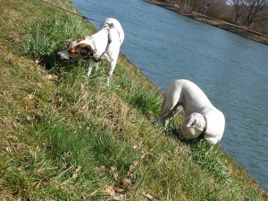 Gransende Hunde, Strandgut