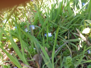 Blaue Streublümchen, Strandgut