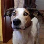 Felis Nase geeignet für die Mäusespur