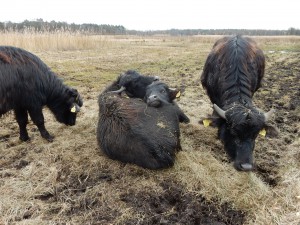 Pause bei den Wasserbüffeln, Mäusespur
