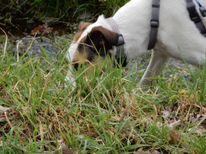 Feli, vertieft in die Mäusespur