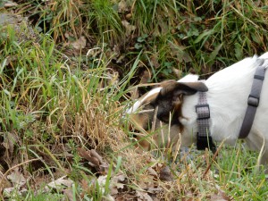Felis Mäusespur im Gras