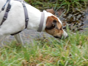 Feli folgt ihrer Nase, Mäusespur