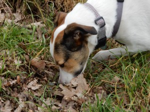 Felis Nasenarbeit im Laub, Mäusespur