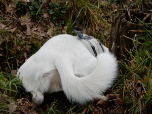 Yoga mit Feli, Mäusespur