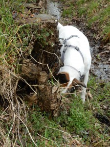 Felis Mäusespur am Baumstumpf