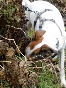 Felis Nase im Baumstumof, Mäusespur