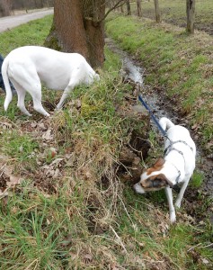 Zina folgt kurz der Mäusespur