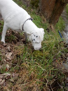 Zina auf Beobachtungsposten, Mäusespur