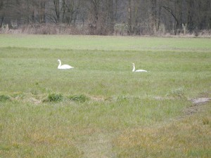 Schwanenpaar im Hervester Bruch, Mäusespur