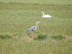 Reiher im Hervester Bruch, Mäusespur