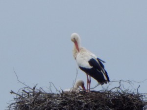 Storchenpaar im Hervester Bruch, Mäusespur