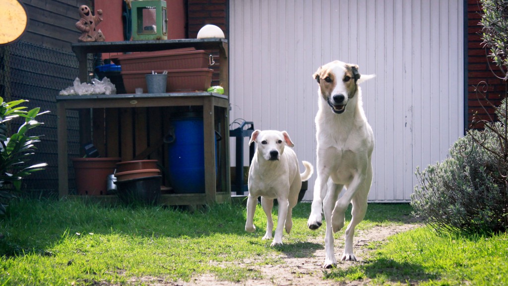 Rennstrecke, Feli ist angekommen