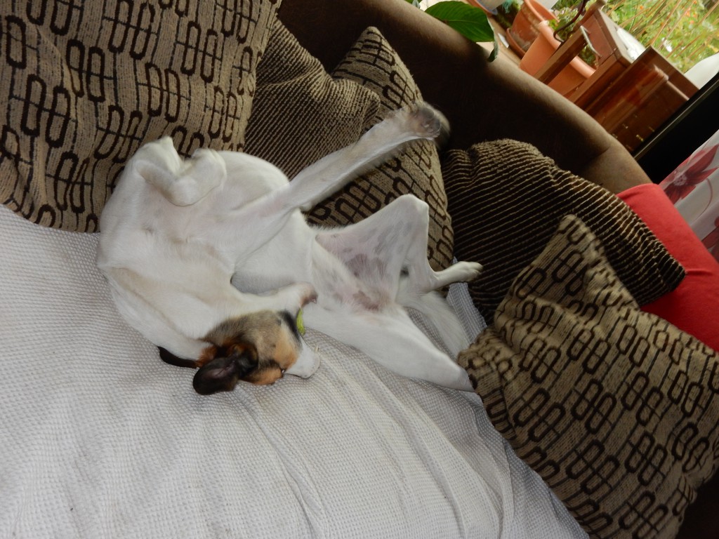 Feli wälzt sich, Feli ist angekommen