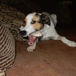 Mein Leckerchen, Feli ist angekommen