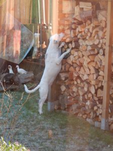 Zinas Mäusejagd am Holzschober