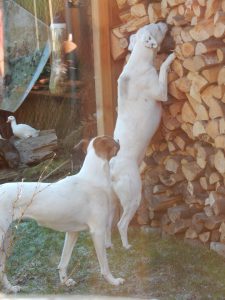 Zina und Feli am Holzschober