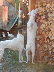 Mäusejagd am Holzschober