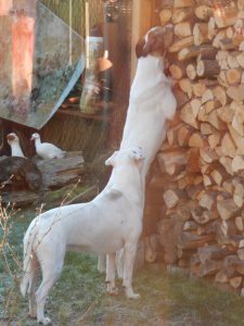 Feli und Zina am Heuschober