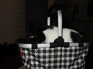 Suche des Spielzeugs, Willi im Einkaufskorb