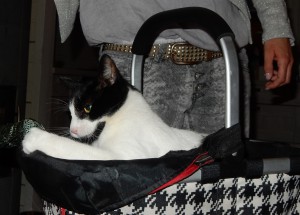 Spiel im Korb, Willi im Einkaufskorb