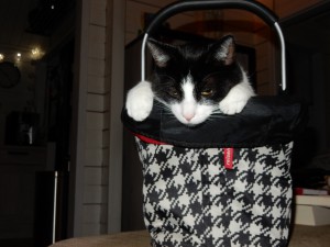 Willi im Einkaufskorb