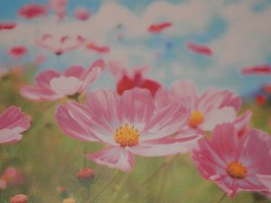 Rosa Blumen Bild, Weißes Blatt