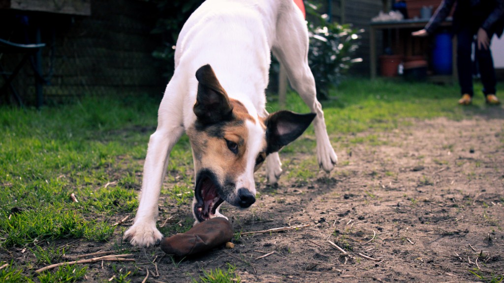 Futterbeutel, Feli ist angekommen