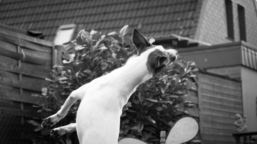 Luftsprünge, Feli ist angekommen