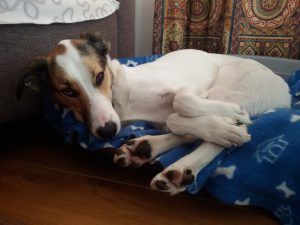 erschöpfte Feli, Strandspiele auf Texel