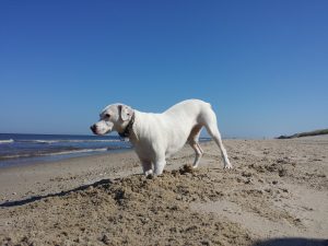 Buddelnde Zina, Strandspiele auf Texel