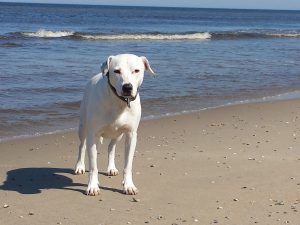Zina am Meer, Strandspiele auf Texel